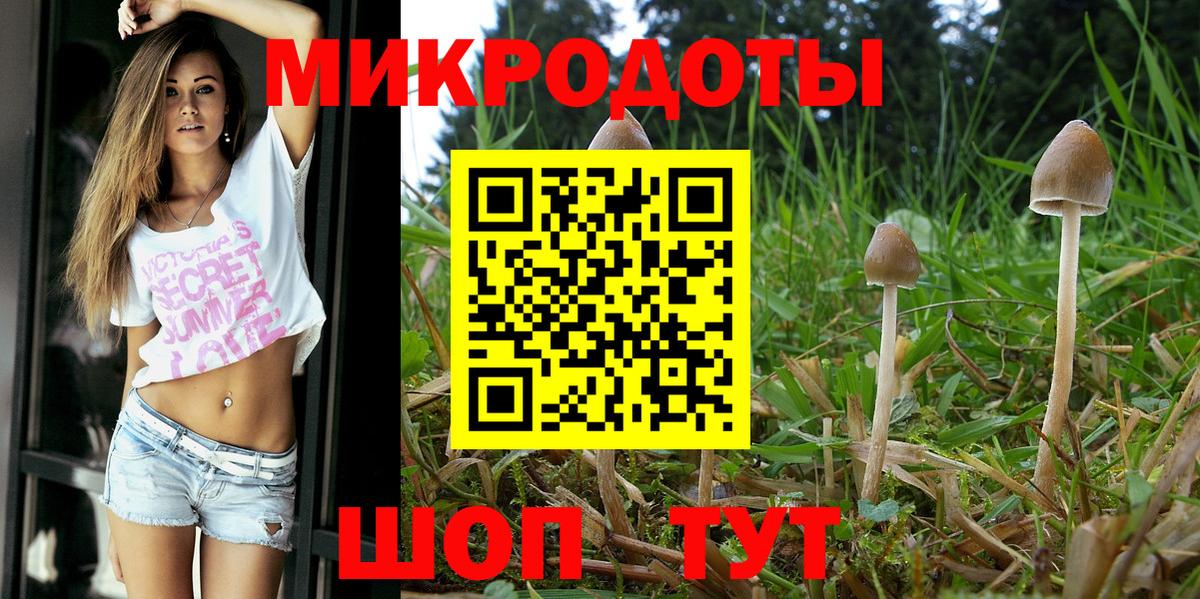 Псилоцибиновые грибы Psilocybe Заводоуковск